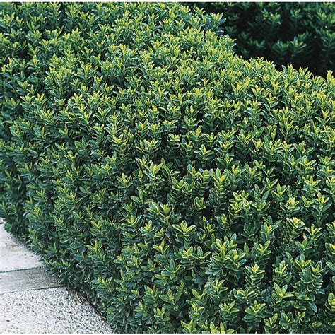 Buy Euonymus Japonicus 'Green Spire' Hedging Plants | Hopes Grove Nurseries