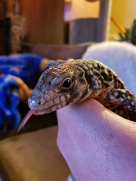 First time Tegu owner. Help ! : Tegu