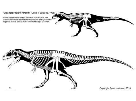 Giganotosaurus | Prehistory Wiki | FANDOM powered by Wikia