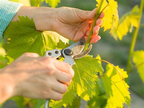 How To Take Care Of Grape Vines - Sellsense23