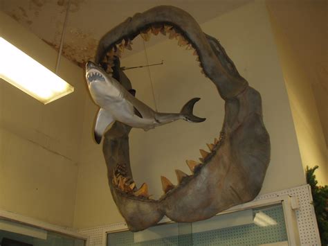 Megalodon jaws and model | The model is not a scale model of… | Flickr