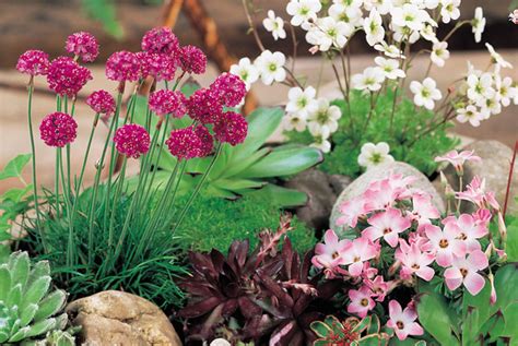 Seasonal Alpine & Rockery Plants Offer - LivingSocial