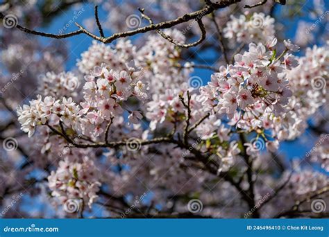 Cherry Blossom in Alishan National Forest Recreation Area Stock Photo ...