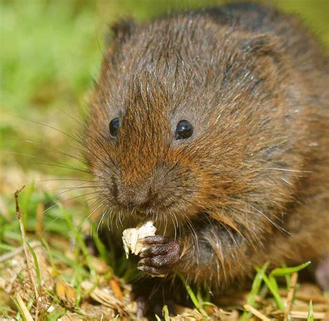 Water Vole Animal Facts | Arvicola amphibius | AZ Animals