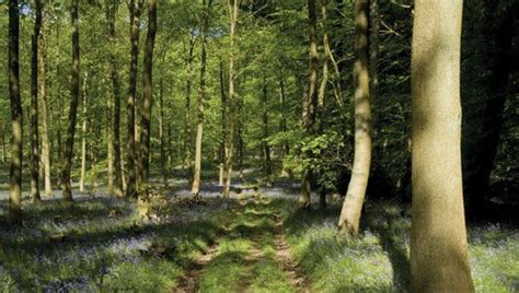 Forest of Dean | district, England, United Kingdom | Britannica