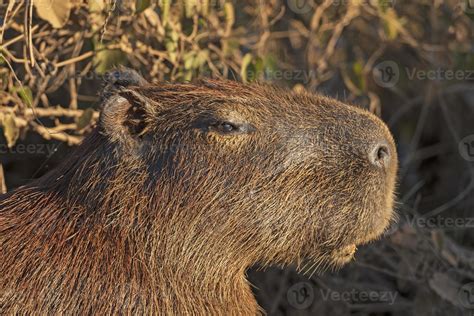 Head Details of a Capybara 20933708 Stock Photo at Vecteezy