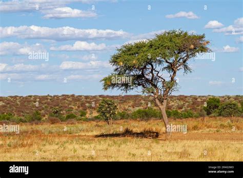 Landscape with camel thorn tree, Namibia Stock Photo - Alamy