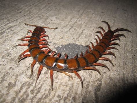 Amazonian Giant Centipede l Startling - Our Breathing Planet