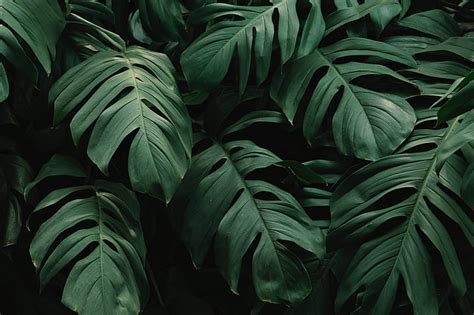 2160x3840px | free download | HD wallpaper: beautiful, green leaves ...