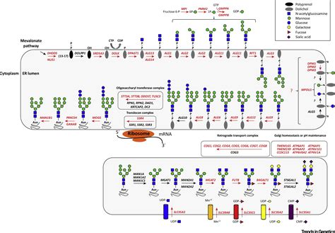 Perspectives on Glycosylation and Its Congenital Disorders: Trends in ...