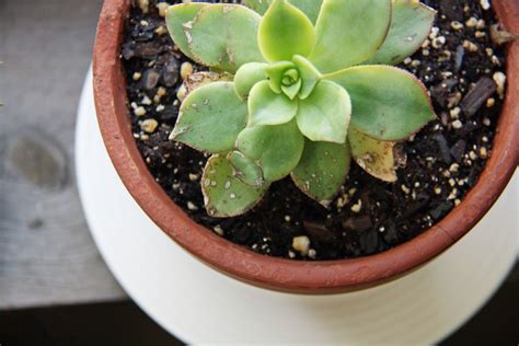 Succulent - Red Leaf Style