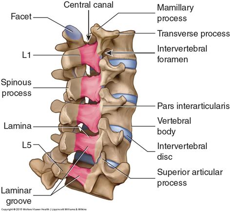 Bones of the Lumbar Spine and Pelvis