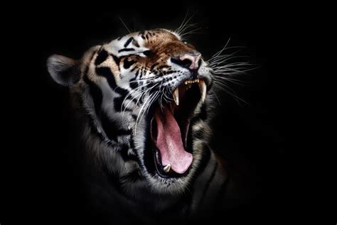 Tiger Roar Wallpapers - Top Free Tiger Roar Backgrounds - WallpaperAccess