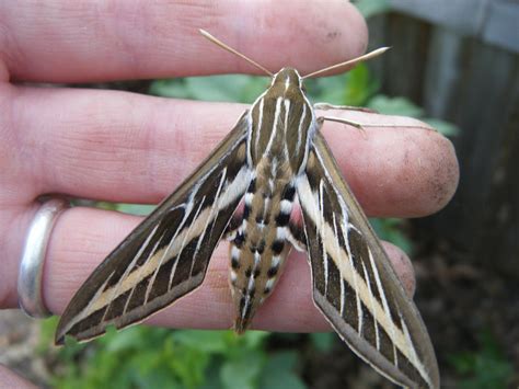 Flyover Country: Sphinx moth