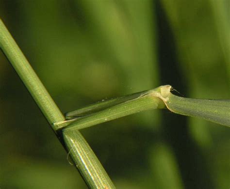 Arrhenatherum elatius (Poaceae) image 164470 at PhytoImages.siu.edu