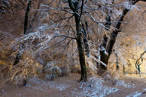 Big Snow-covered Trees in Night Winter Ivan Franko Park in Lviv ...