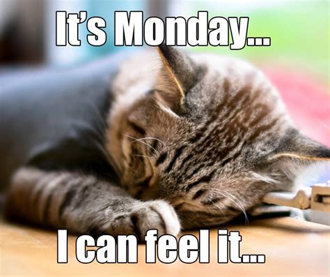 It’s Monday… I can feel it… #MondayBlues #PetPoolWarehouse | Monday cat ...