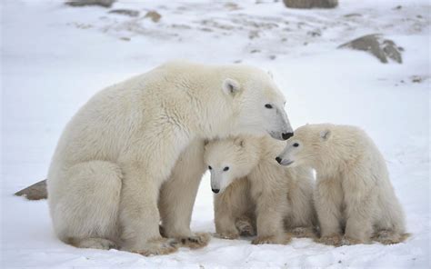 Family Polar Bear Animal Cubs Wallpaper HD Photo | Polar bear wallpaper ...