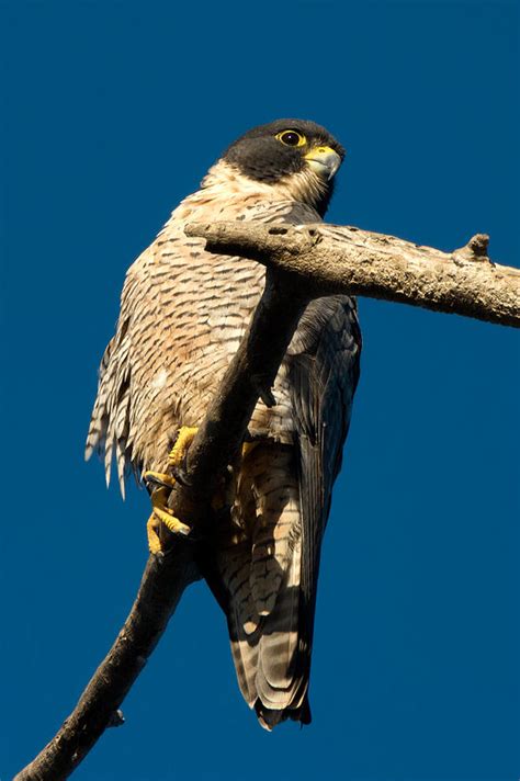 Peregrine Falcon Hunting For Ducks Photograph by Kathleen Bishop