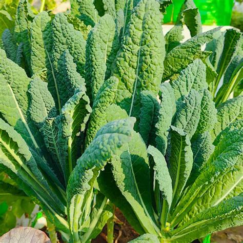 Buy Best quality Kale Hybrid Seeds online - Organicbazar