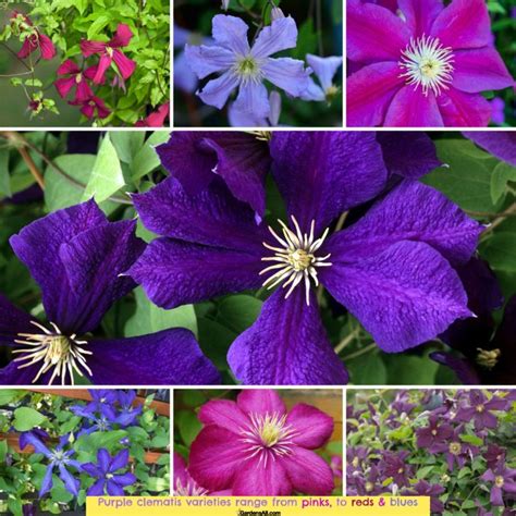 Most Popular Purple Clematis Varieties in North America - GardensAll