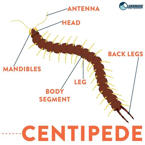 Incredible Centipede Diagram Labeled 2022 - Bigmantova