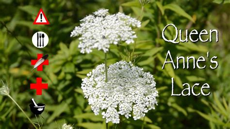 Queen Anne's Lace: Edible, Medicinal, Cautions & Other Uses - YouTube