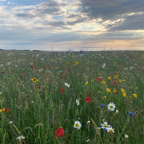 White Cliffs of Dover Awash With Wildflowers and Endangered Birds