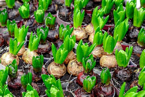 How to Grow and Care for Fragrant Spring Hyacinth Bulbs (2022)