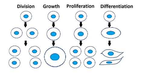 Cell Proliferation • Telight