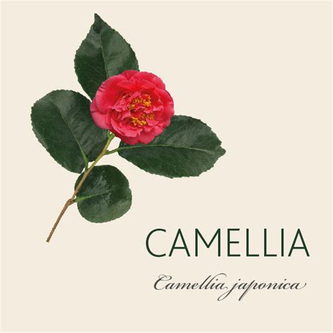 Camellia Meaning | Tree Symbolism | The Present Tree