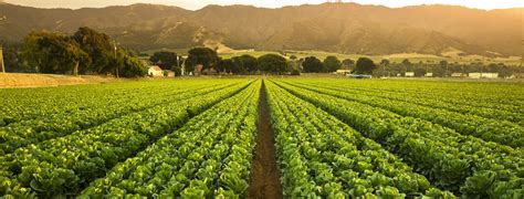 Crops grow on fertile farm land panoramic before harvest – Ten-Four ...