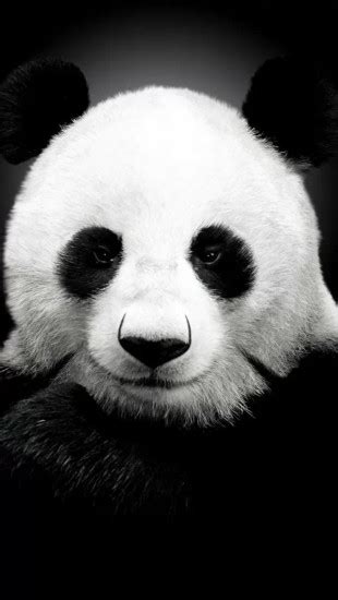 Panda Face - The iPhone Wallpapers