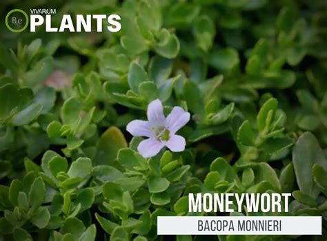 Bacopa Monnieri "Moneywort" Ultimate Plant Care Guide