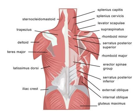 Beat lower back pain with exercise! - Complete Chiropractic - Your ...