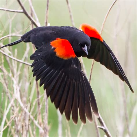 Red-winged Blackbird – California Ricelands Waterbird Foundation