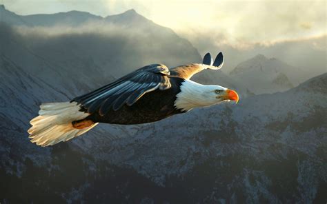 Bald Eagle Flying Wallpaper Hd