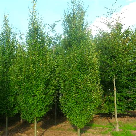 carpinus-betulus-frans-fontaine-upright-hornbeam-tree-bare-root