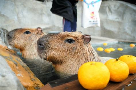 Olympics and Year of the Rat give starring role to Japan’s capybaras ...