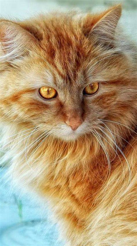 Amazing cat with amber eyes ! | Pretty cats, Beautiful cats, Cute cats