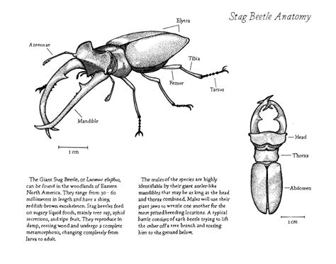 Stag Beetle Anatomy – Biological Illustration