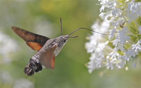 Hummingbird Hawk-moth Facts, Range, Habitat, Behavior, Pictures