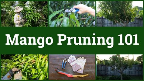 Mango Tree Pruning Diagram