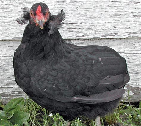 13 Famous Chickens Breeds That Lay Colored Eggs | The Poultry Guide