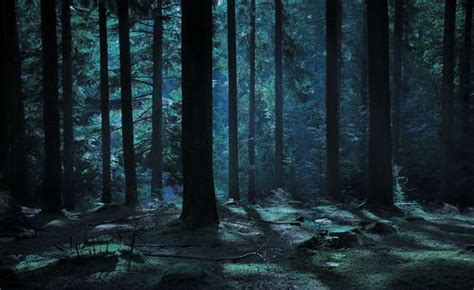 ~Lori | Night background, Night forest, Forest background