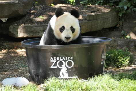 Ice, ice, fishy – Adelaide Zoo animals beat the heat with tasty treats ...