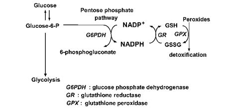 Diagram of the Pentose Phosphate Pathway and NADPH Consumption Scheme ...