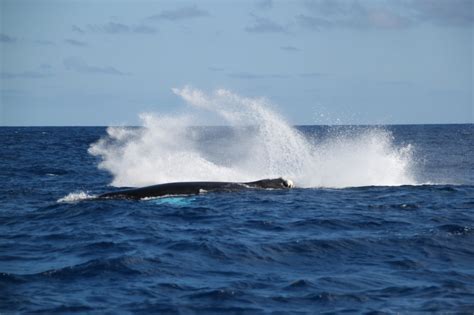 WHALE WATCHING (CRUISE SHIP PASSENGERS) - Ocean Vibes Scuba ...