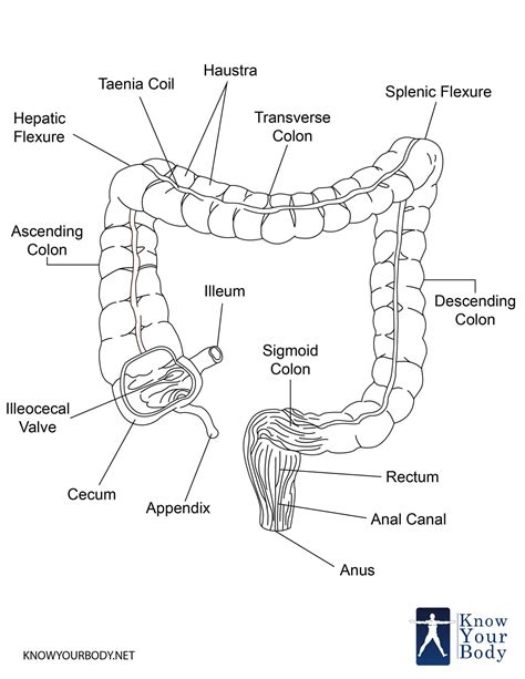 [DIAGRAM] Celiac Intestine Diagram - MYDIAGRAM.ONLINE