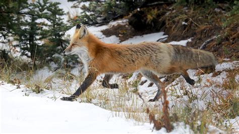 Tom Kogut Photography | Pacific Northwest: Wildlife (except birds)